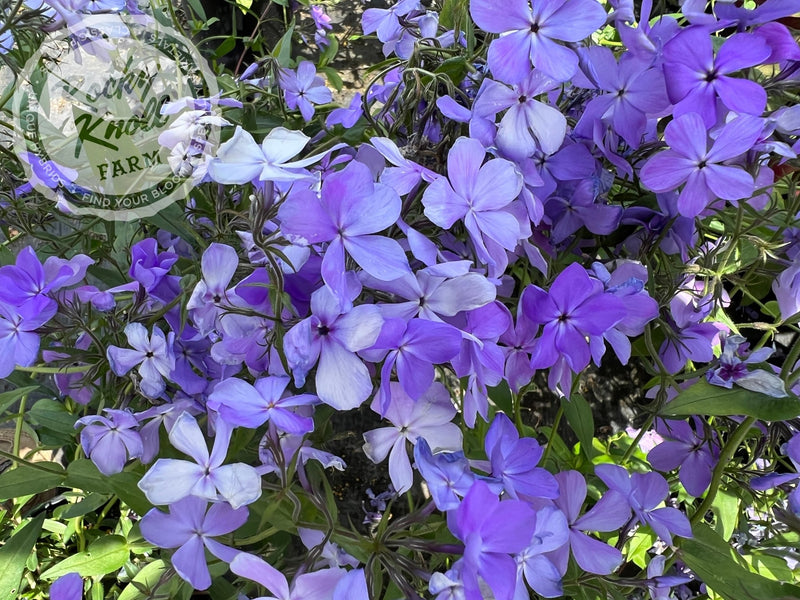 Phlox divaricata - Blue Moon (Woodland Phlox) plant from Rocky Knoll Farm