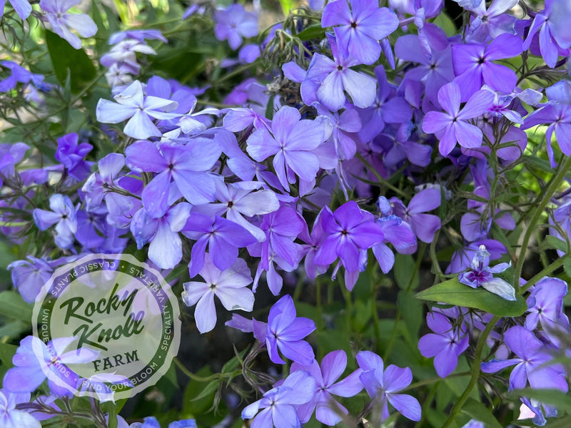 Phlox divaricata - Blue Moon (Woodland Phlox) plant from Rocky Knoll Farm