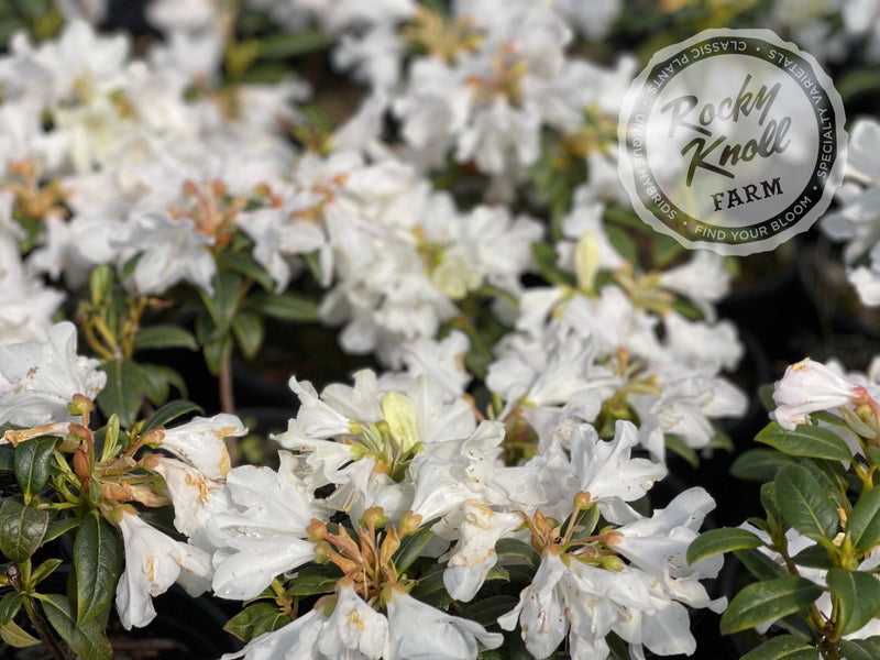 Dora Amateis plant from Rocky Knoll Farm