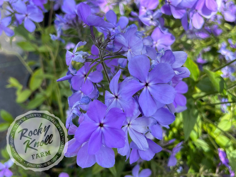 Phlox divaricata - Blue Moon (Woodland Phlox) plant from Rocky Knoll Farm