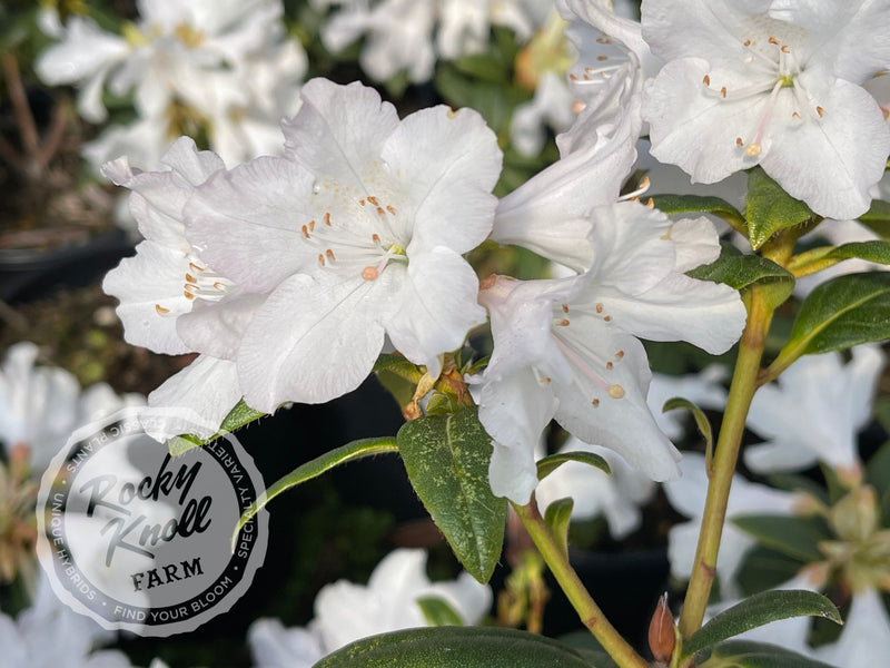 Dora Amateis plant from Rocky Knoll Farm