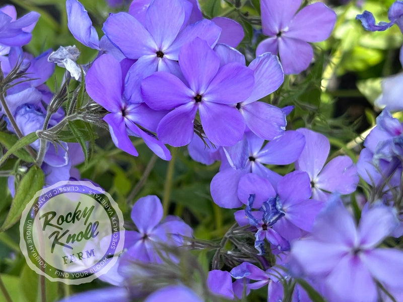 Phlox divaricata - Blue Moon (Woodland Phlox) plant from Rocky Knoll Farm