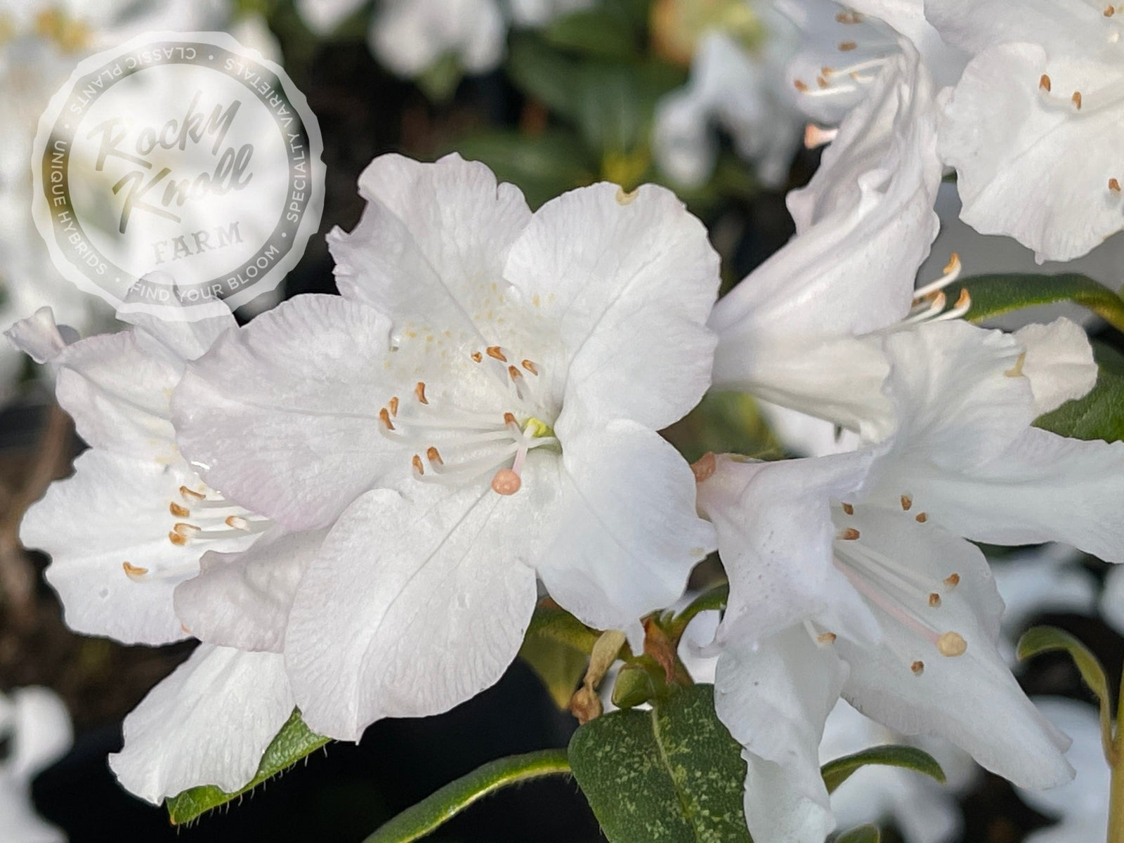 rhododendron dora amateis Dora Amateis