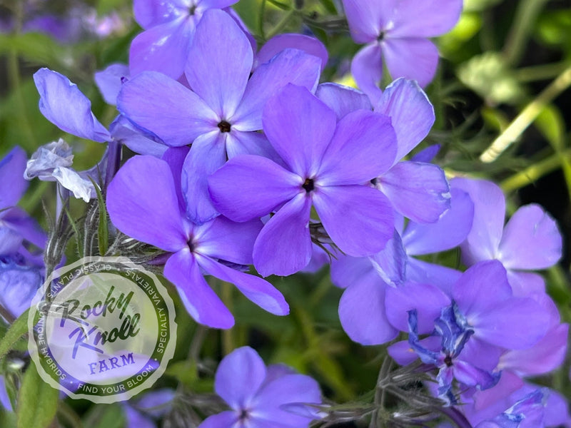 blue moon indoor plant Phlox divaricata - Blue Moon (Woodland Phlox)