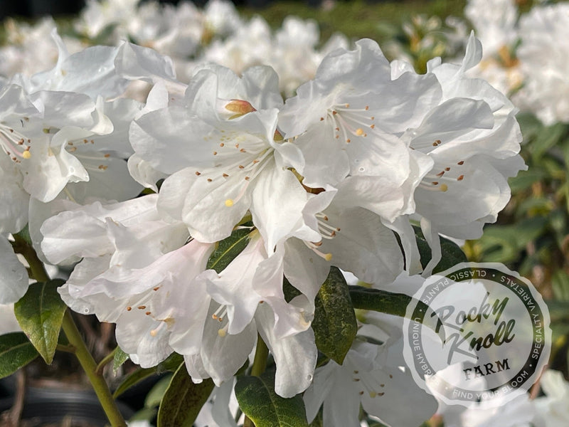Dora Amateis plant from Rocky Knoll Farm
