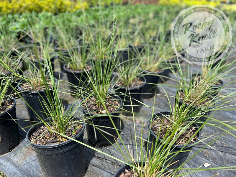 Giant Feather Grass (Stipa gigantea) plant from Rocky Knoll Farm