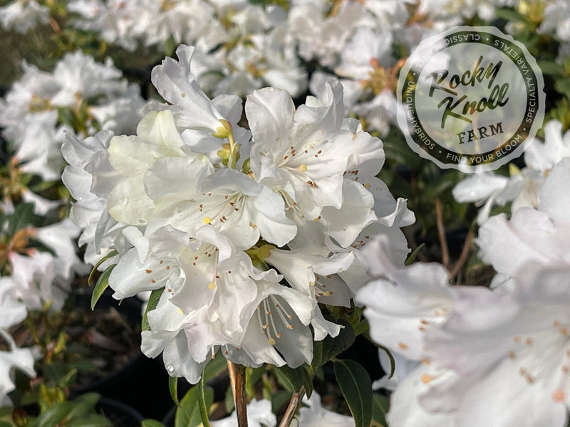 Dora Amateis plant from Rocky Knoll Farm