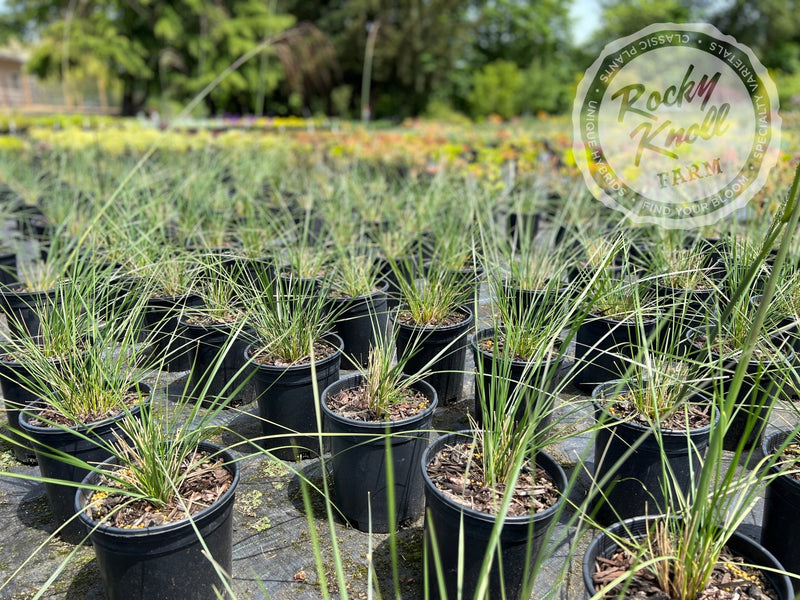 Giant Feather Grass (Stipa gigantea) plant from Rocky Knoll Farm