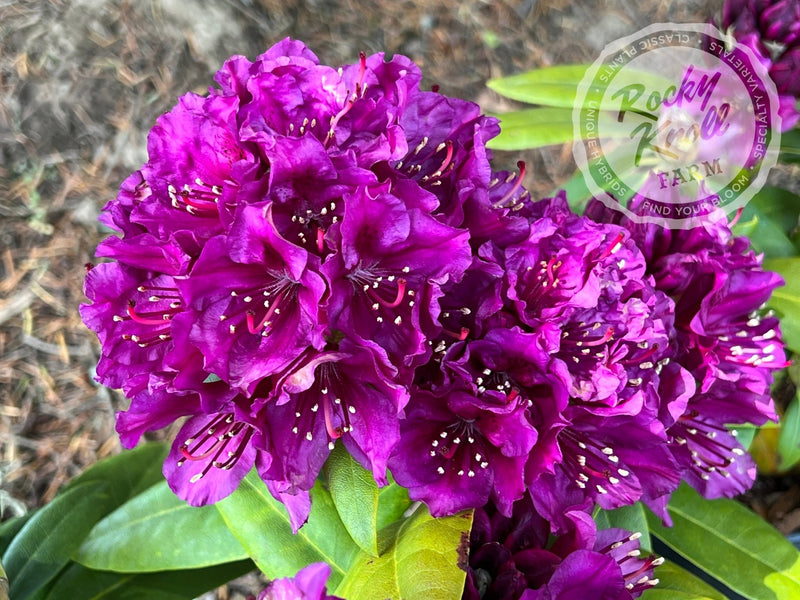 Polarnacht plant from Rocky Knoll Farm