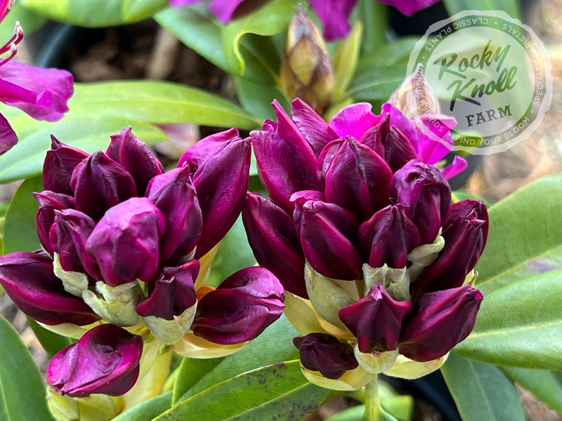 Polarnacht plant from Rocky Knoll Farm