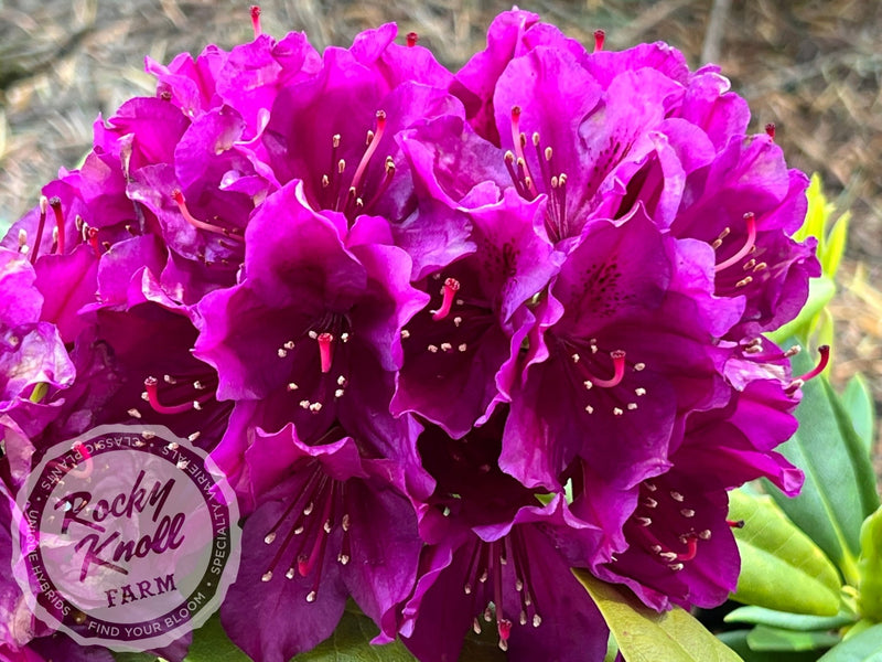 Polarnacht plant from Rocky Knoll Farm