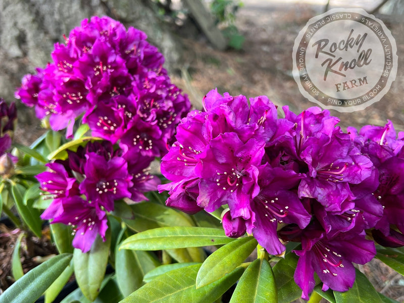 Polarnacht plant from Rocky Knoll Farm