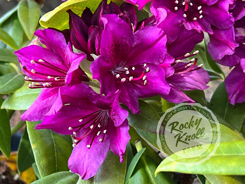 Polarnacht plant from Rocky Knoll Farm