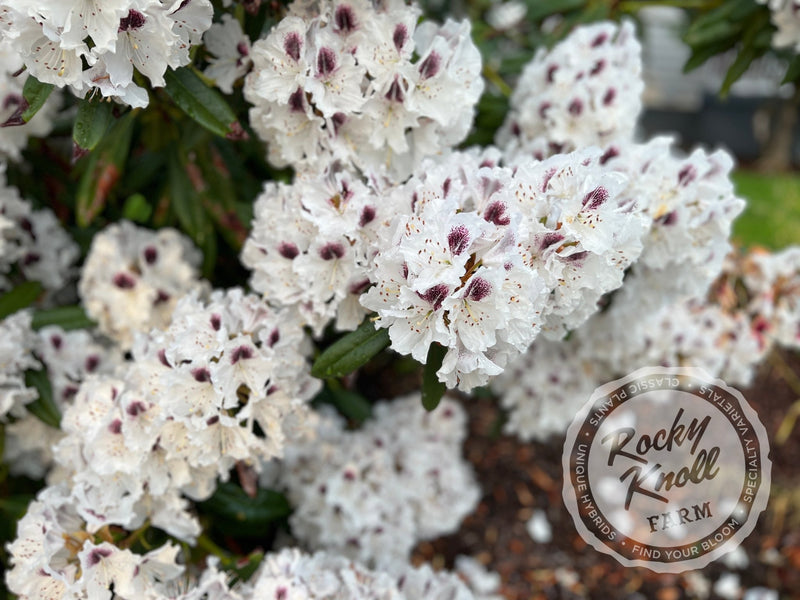 Sappho plant from Rocky Knoll Farm