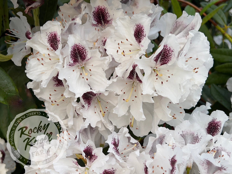 Sappho plant from Rocky Knoll Farm