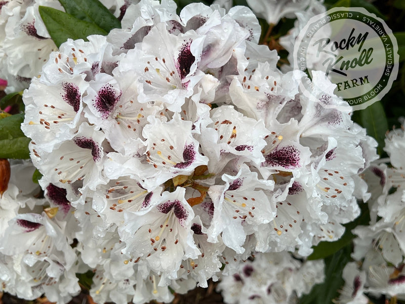 Sappho plant from Rocky Knoll Farm
