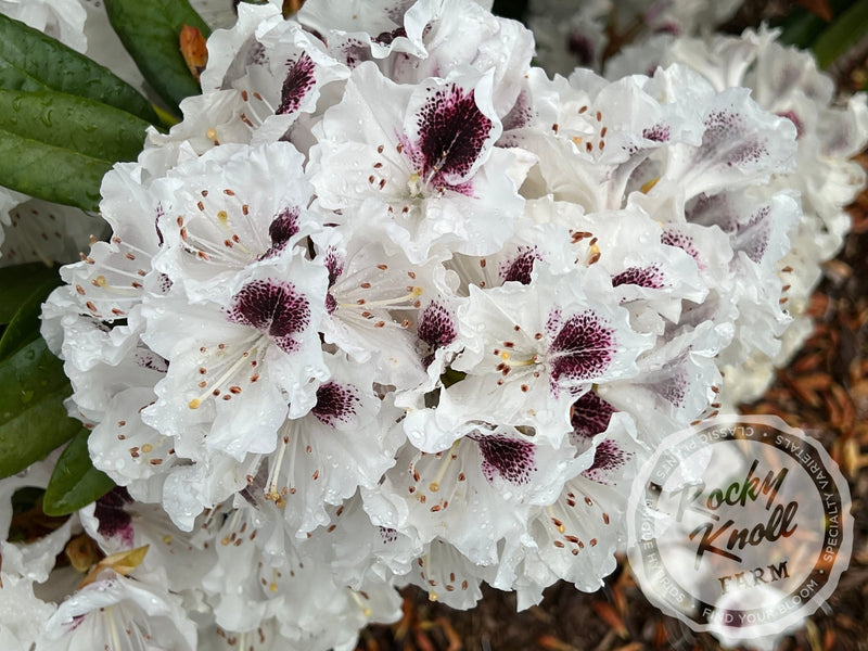 Sappho plant from Rocky Knoll Farm