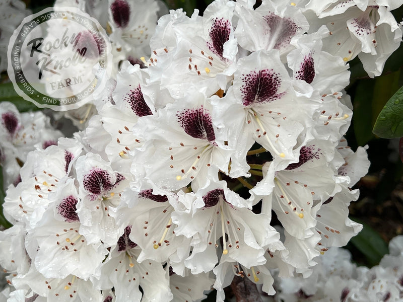 Sappho plant from Rocky Knoll Farm