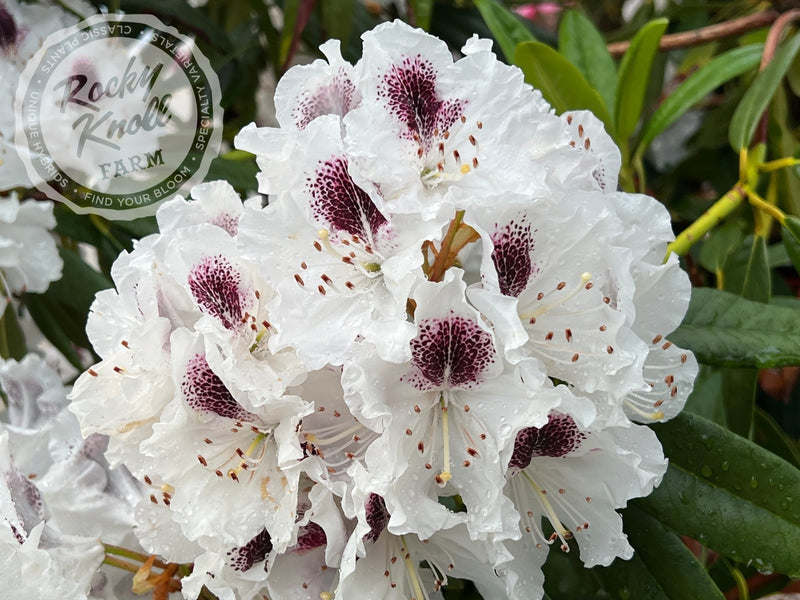 Sappho plant from Rocky Knoll Farm