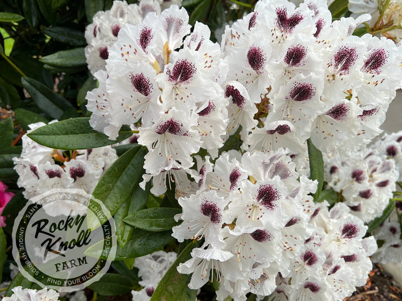 Sappho plant from Rocky Knoll Farm