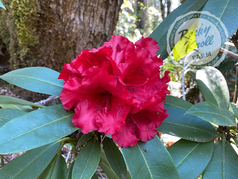 Taurus plant from Rocky Knoll Farm