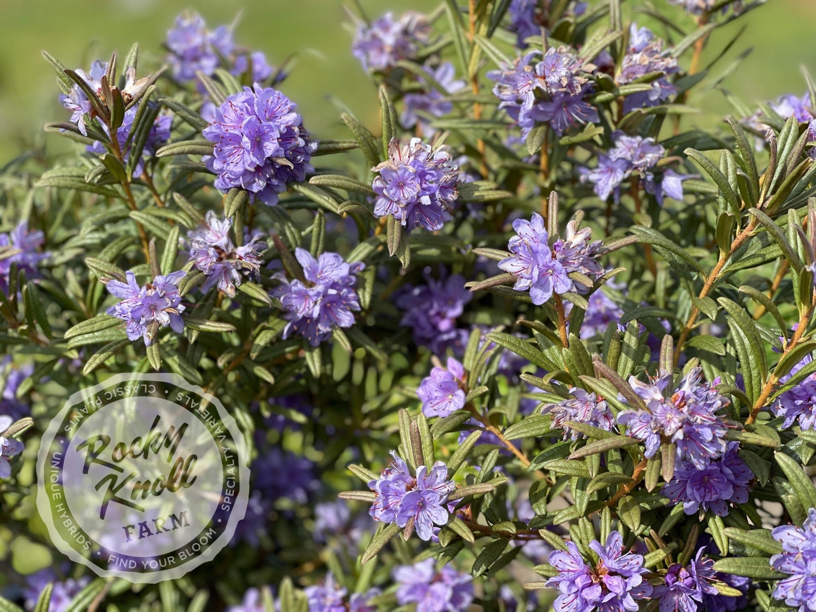 R. hippophaeoides - Rocky Knoll Farm