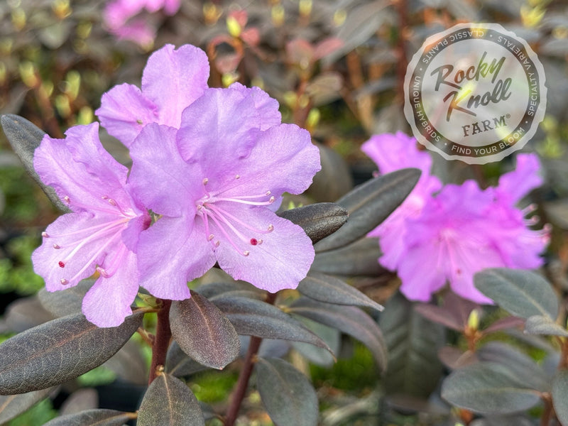 Northern Starburst plant from Rocky Knoll Farm