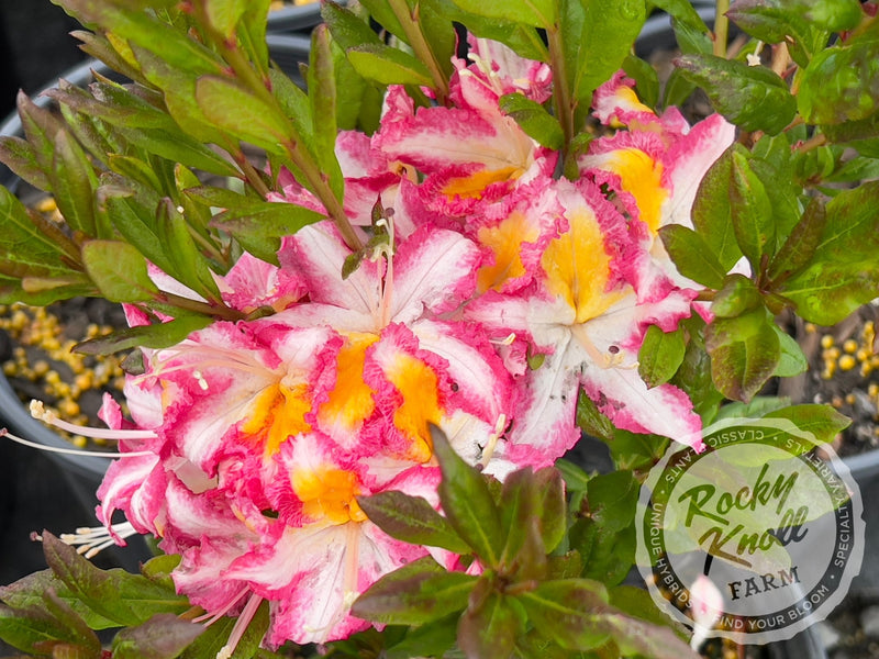 Humboldt Picotee plant from Rocky Knoll Farm