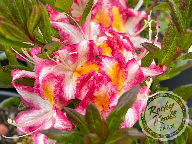 Humboldt Picotee plant from Rocky Knoll Farm