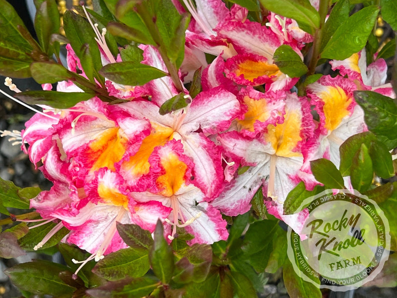 Humboldt Picotee plant from Rocky Knoll Farm