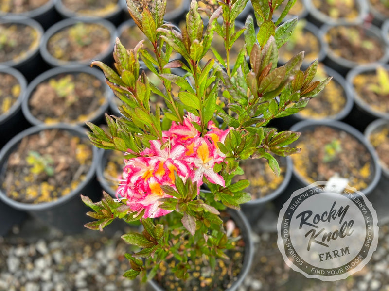 Humboldt Picotee plant from Rocky Knoll Farm