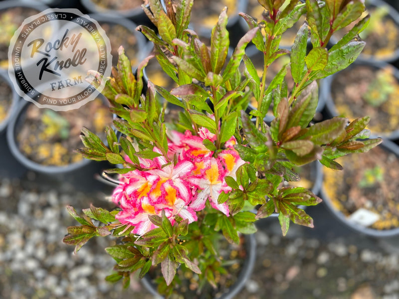 Humboldt Picotee plant from Rocky Knoll Farm