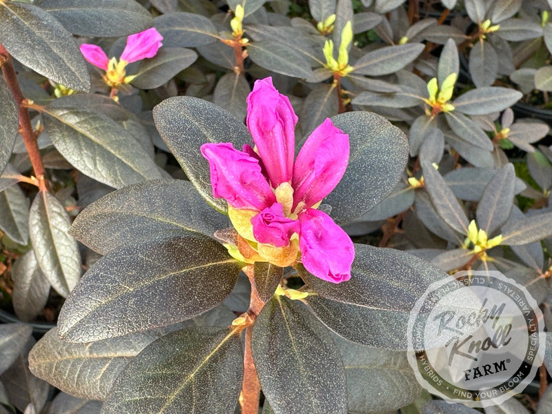 Northern Starburst plant from Rocky Knoll Farm