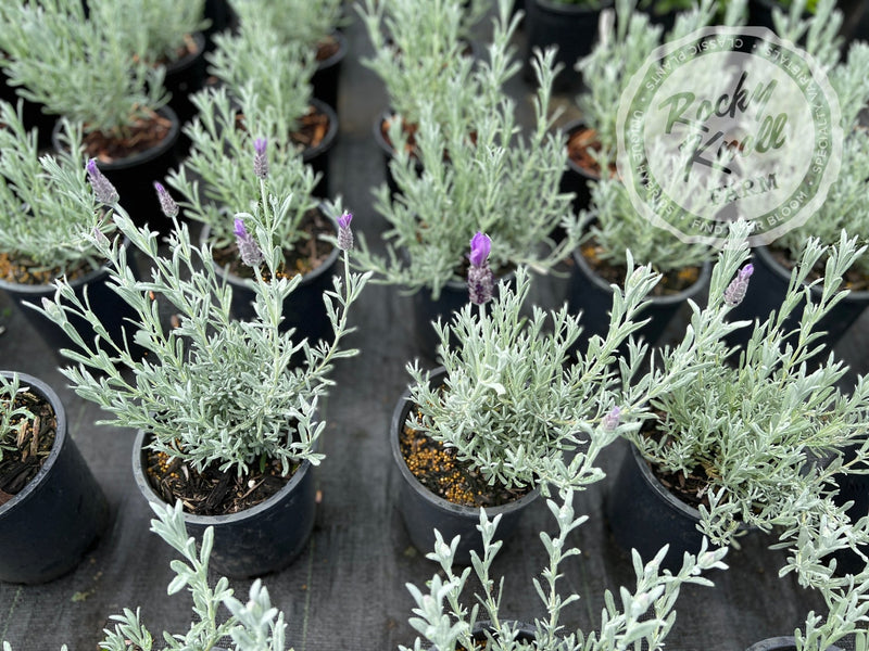 Silver Anouk Spanish Lavender plant from Rocky Knoll Farm