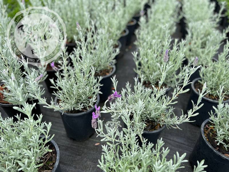 Silver Anouk Spanish Lavender plant from Rocky Knoll Farm