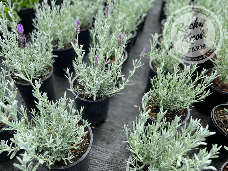 silver spoon lavender plant Lavandula stoechas 'Silver Anouk' Spanish Lavender