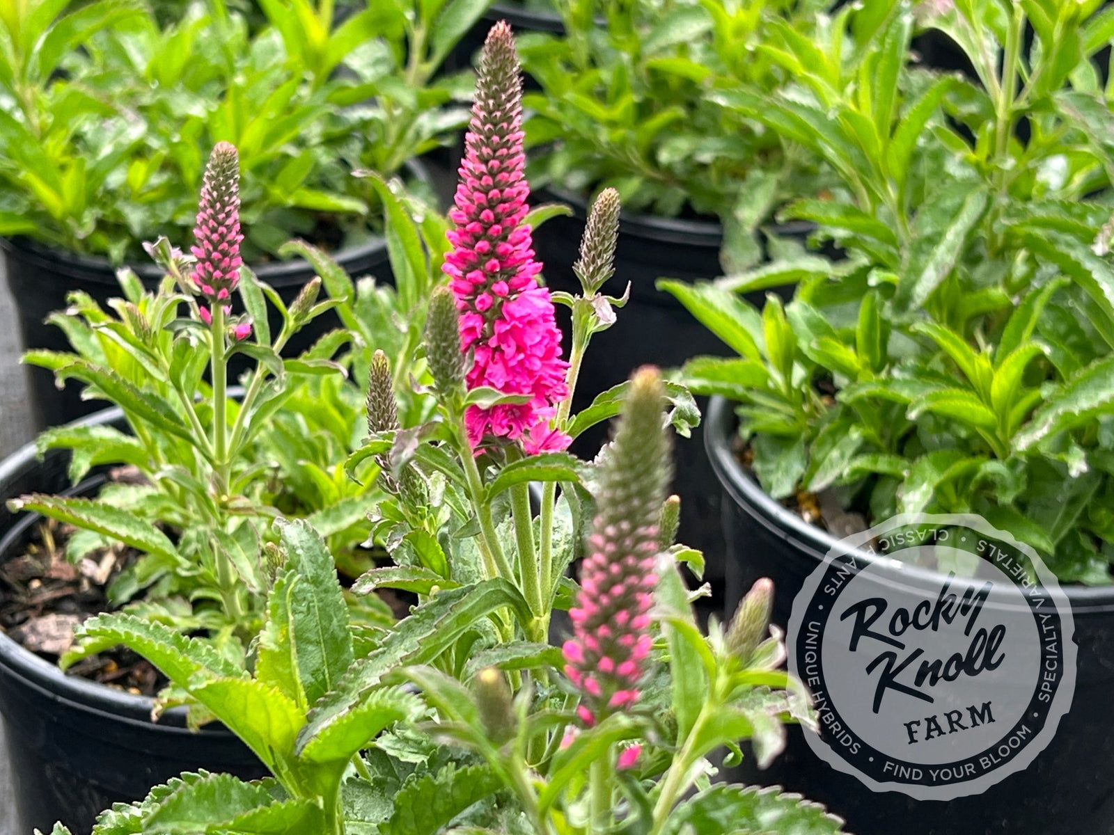 Veronica spicata 'Bubblegum Candles' - Rocky Knoll Farm