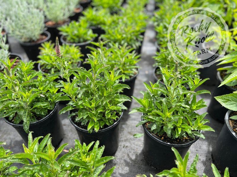Veronica spicata 'Bubblegum Candles' plant from Rocky Knoll Farm