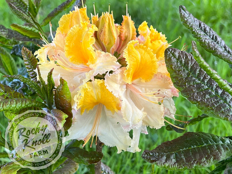 Washington State Centennial plant from Rocky Knoll Farm