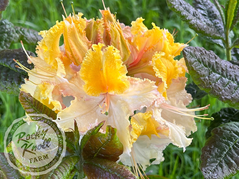 Washington State Centennial plant from Rocky Knoll Farm