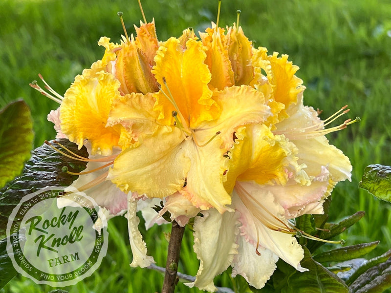 Washington State Centennial plant from Rocky Knoll Farm