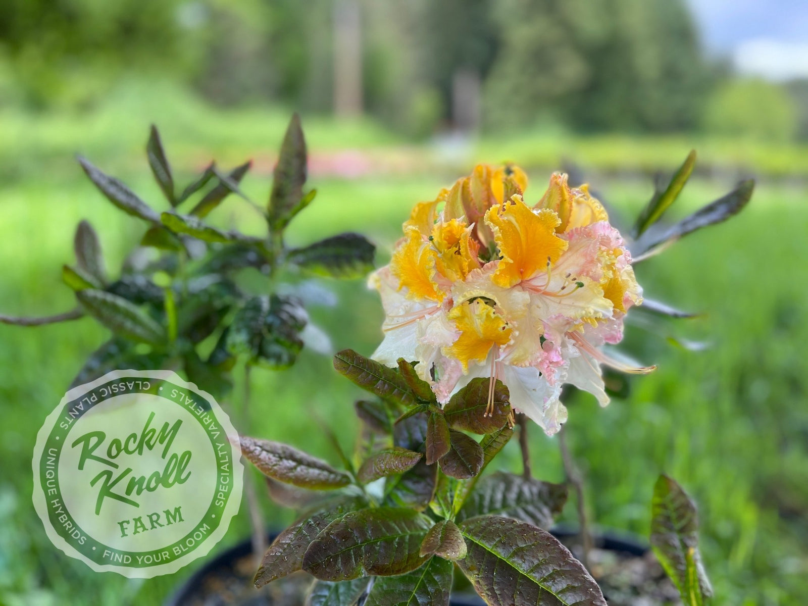 Washington State Centennial - Rocky Knoll Farm