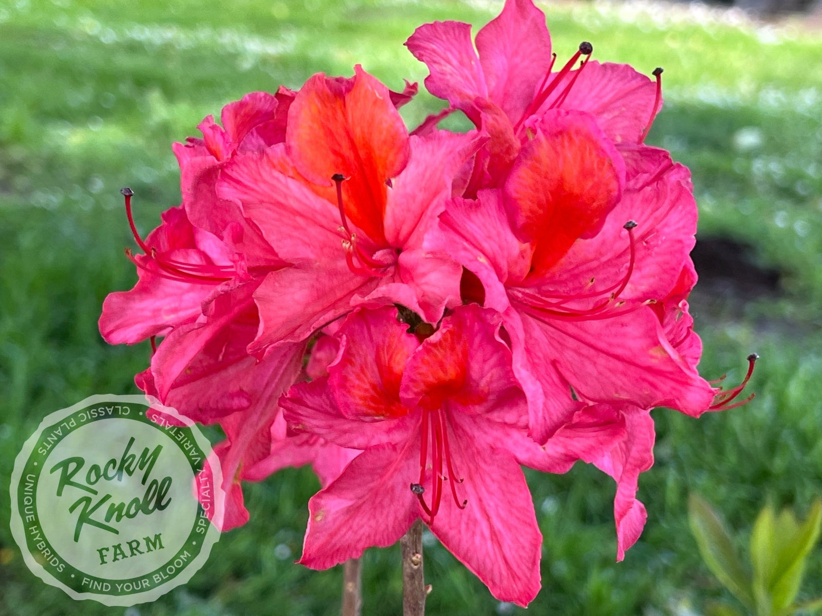 Rococoantiquepinkリース直径約40cm花幅約15㎝ Mount Saint Helens - Rocky Knoll Farm