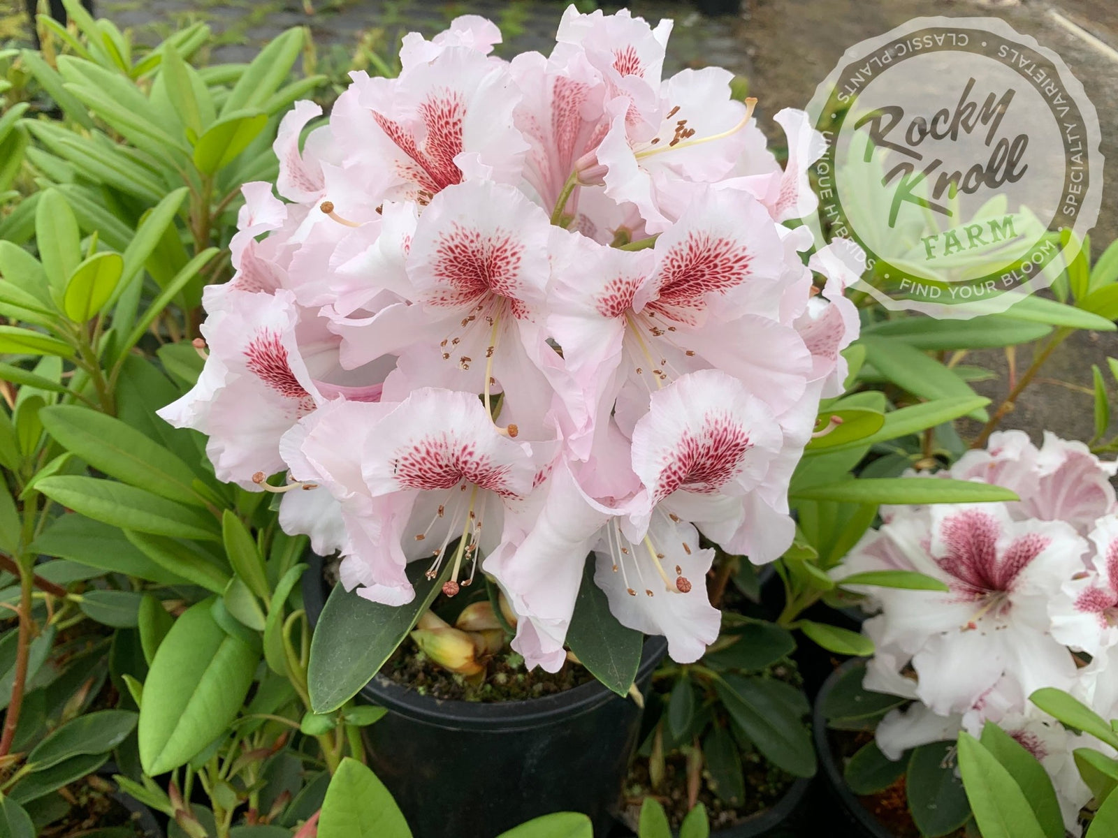 IMG_2450-984889_1600x.jpg?v=