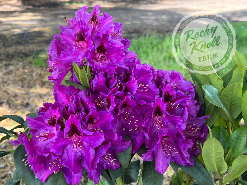 Dorothy Amateis plant from Rocky Knoll Farm