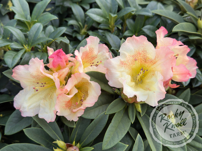 Siltcoos Sunrise plant from Rocky Knoll Farm