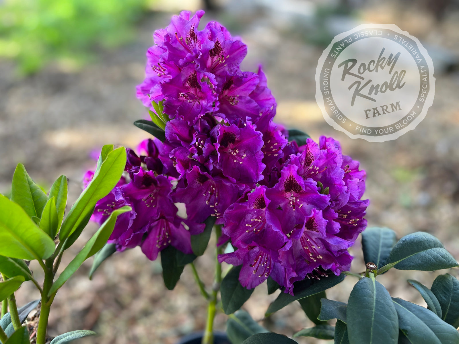 Dorothy Amateis - Rocky Knoll Farm