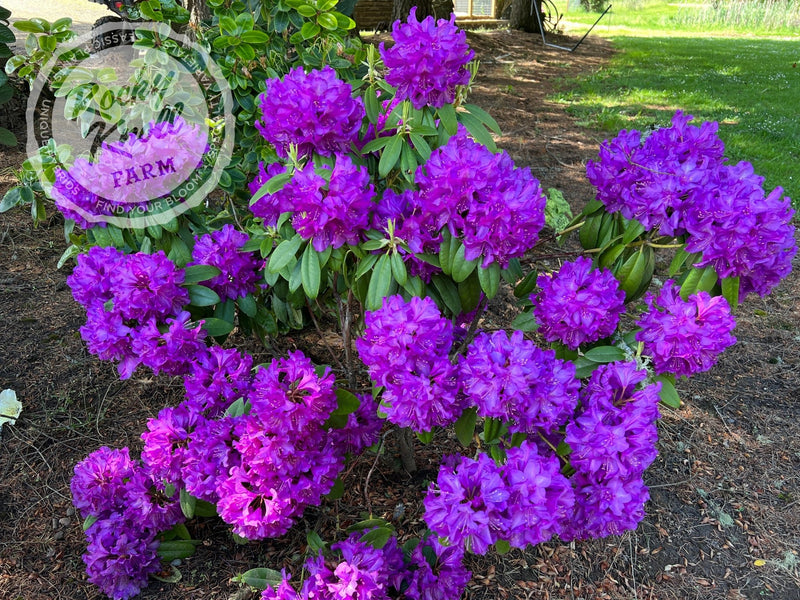 Purple Passion plant from Rocky Knoll Farm