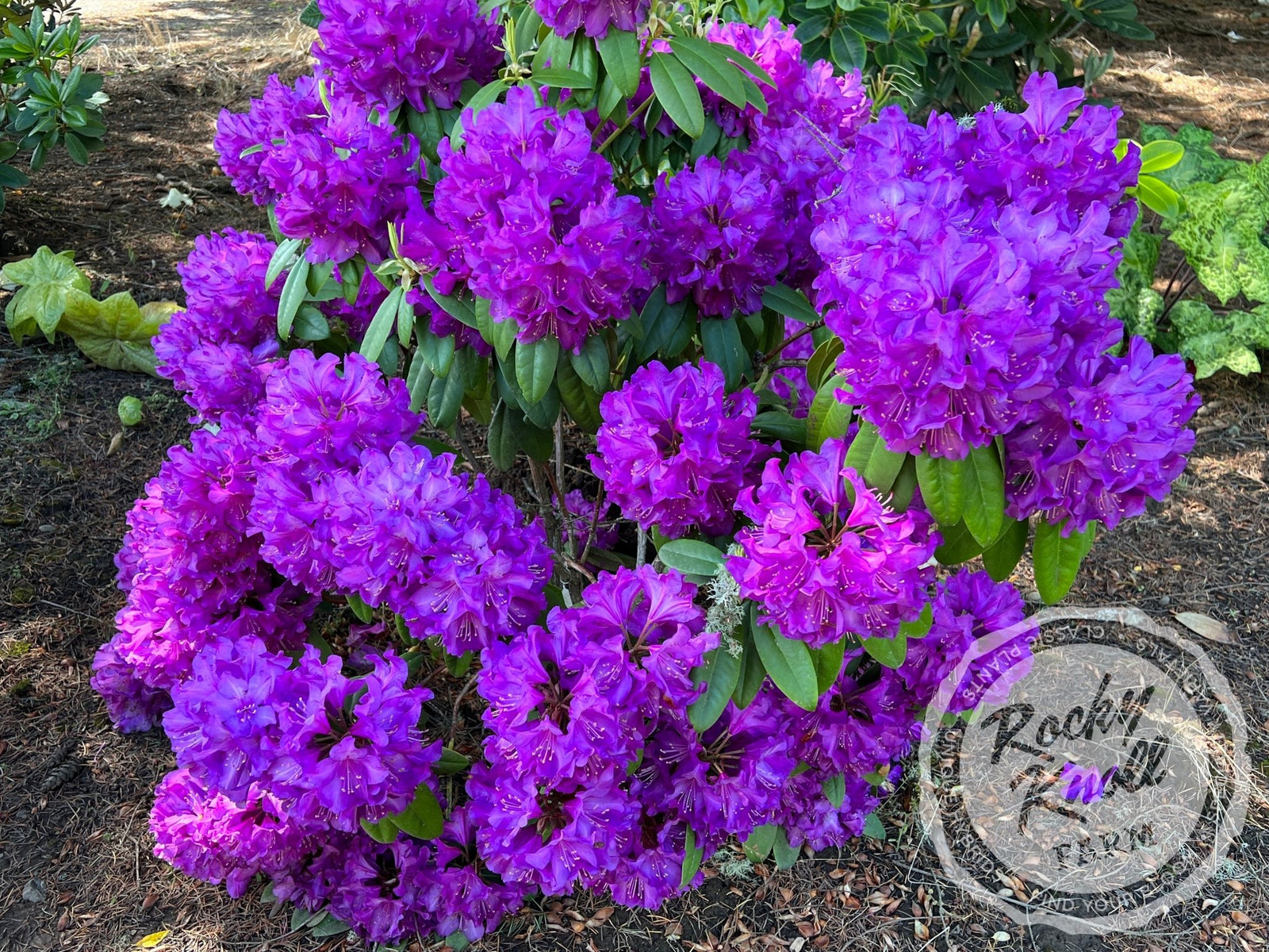 Purple Passion - Rocky Knoll Farm