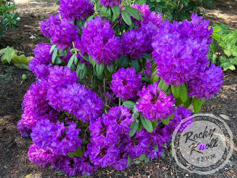 Purple Passion plant from Rocky Knoll Farm